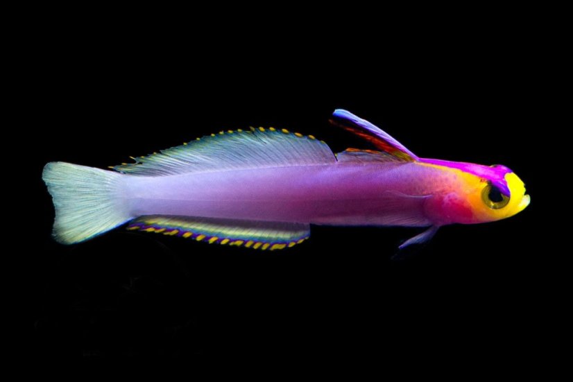 nemateleotris helfrichi