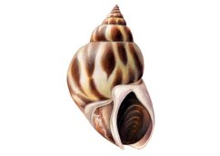 babylonia formosae sw