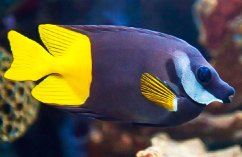 siganus uspi2