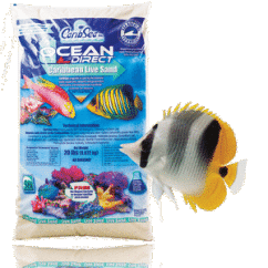 960x960 critter ocean direct