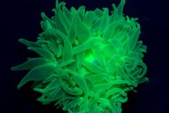 Entacmea quadricolor ultra green fluorescentní
