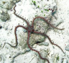 ophiomastix annulosa