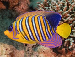 Pygoplites diacanthus Red Sea