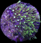 Pachyclavularia sp. GREEN STAR POLYP