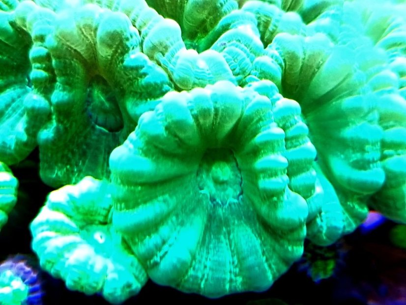caulastrea curvata 8