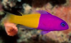 pictichromis paccagnellae