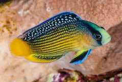 manonichthys splendens1