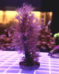 Plexaurella dichotoma