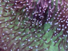 Sarcophyton sp. GREEN SKIN LT