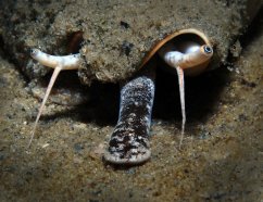 strombus alatus4