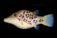 Canthigaster leoparda