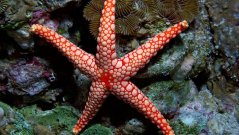 fromia monilis