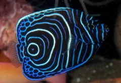 Pomacanthus imperator
