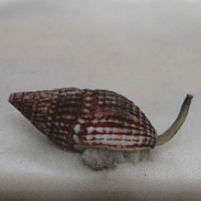Nassarius sp.II