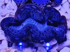 Tridacna maxima ULTRA BLUE/GREEN