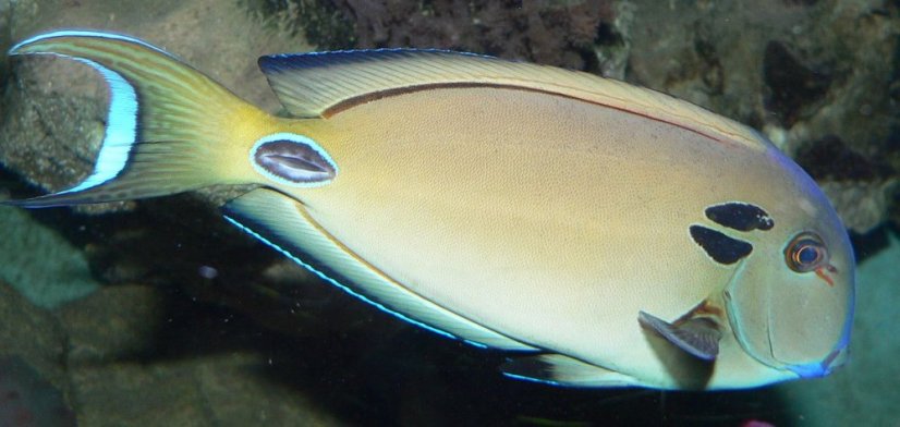 Acanthurus tennentii6