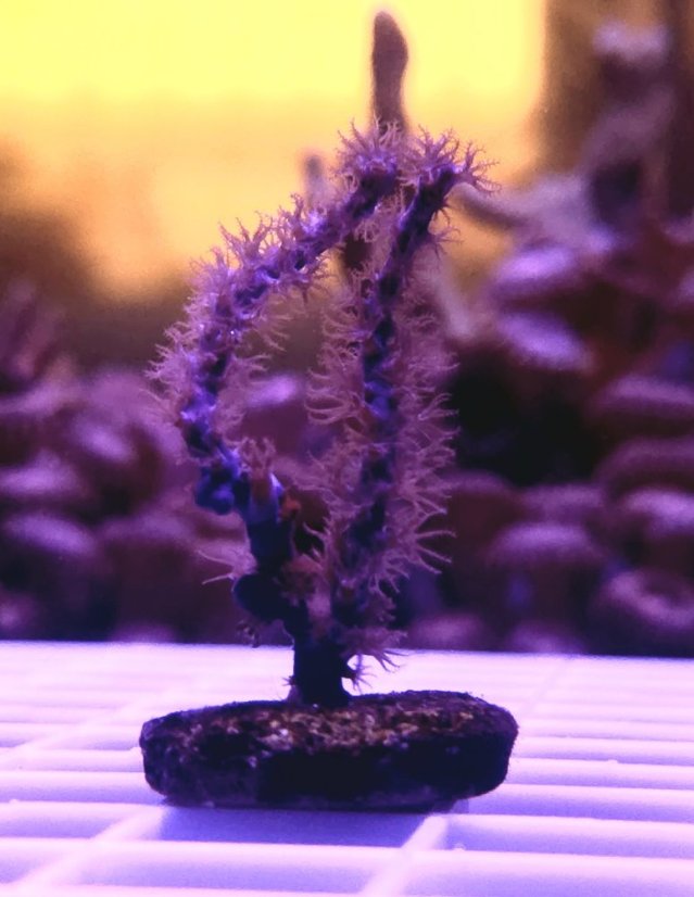 Pseudopterogorgia elisabethae