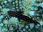 gobiodon acicularis6