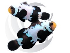 Amphiprion ocellaris Premium Black Snowflake
