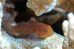 gobiodon rivulatus2