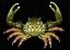 Mithraculus sculptus