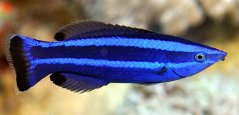 Larabicus quadrilineatus