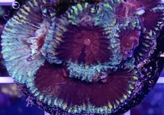 Favia sp. MARBLE