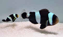 amphiprion polymnus2