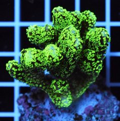 Stylophora pistillata NEON GREEN
