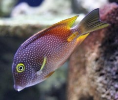 Ctenochaetus truncatus