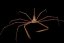 stenorhynchus seticornis3