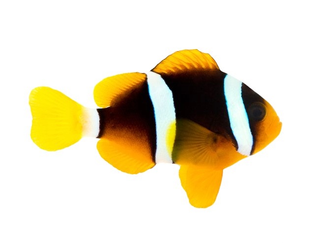 amphiprion clarkii2