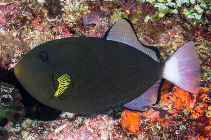 Melichthys vidua3