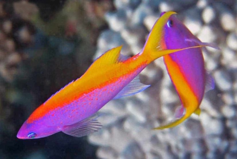 Pseudanthias evansi 2