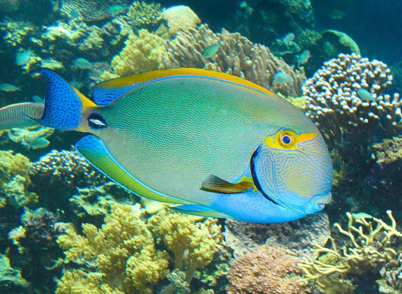 Acanthurus dussumieri