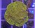 Favia sp. GOLD