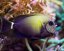 Acanthurus maculiceps6