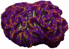 Acanthastrea lordhowensis RAINBOW ULTRA speciálně vybraná WISH7