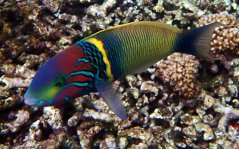 Thalassoma hebraicum1