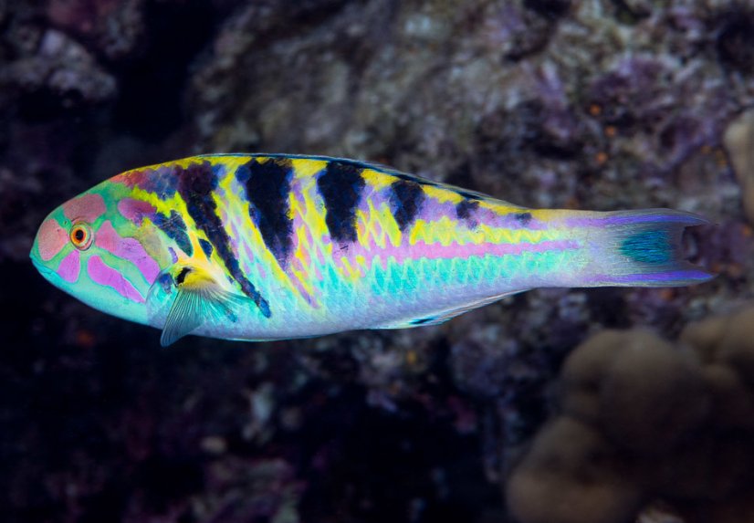 Thalassoma hardwicke3