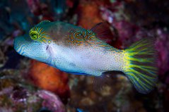 Canthigaster epilampra