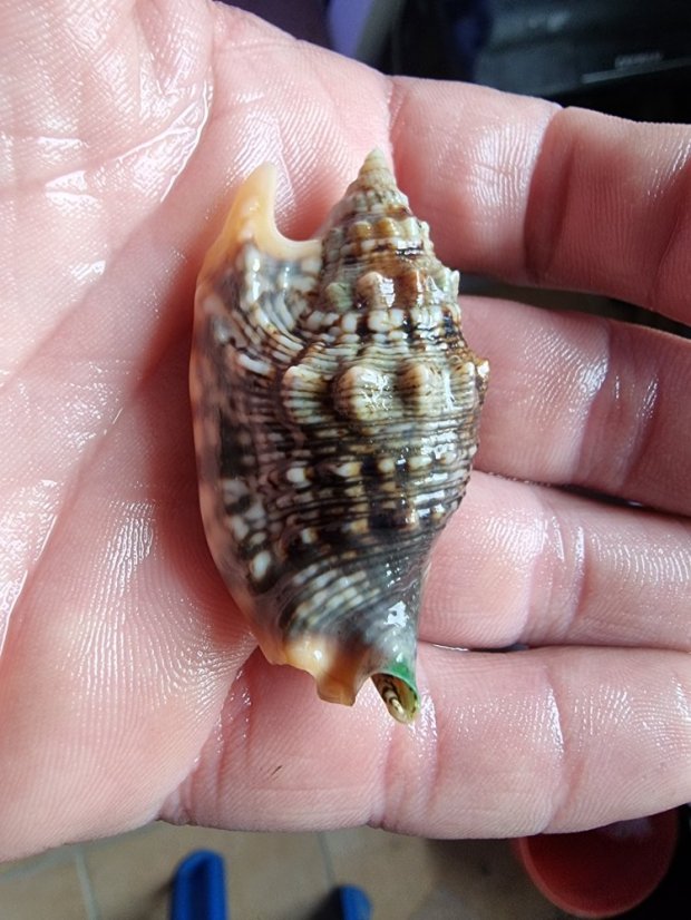 Strombus bulla