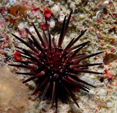 Echinometra viridis
