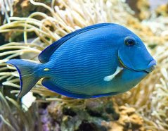 Acanthurus coeruleus