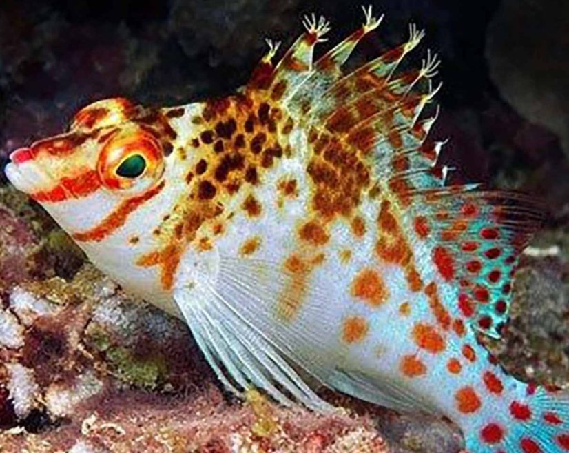 cirrhitichthys falco3