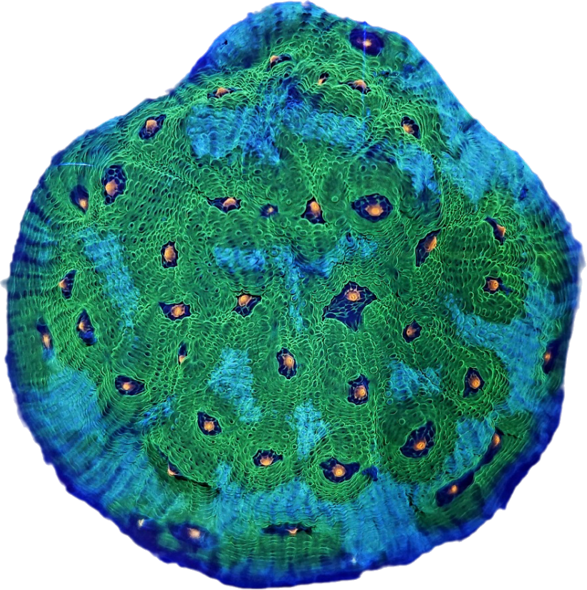 Echinophyllia sp. AVATAR