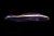 Pholidichthys leucotaenia