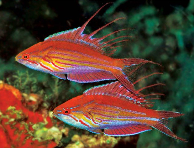 Paracheilinus filamentosus3