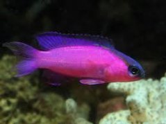 gramma melacara