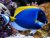 acanthurus leucosternon